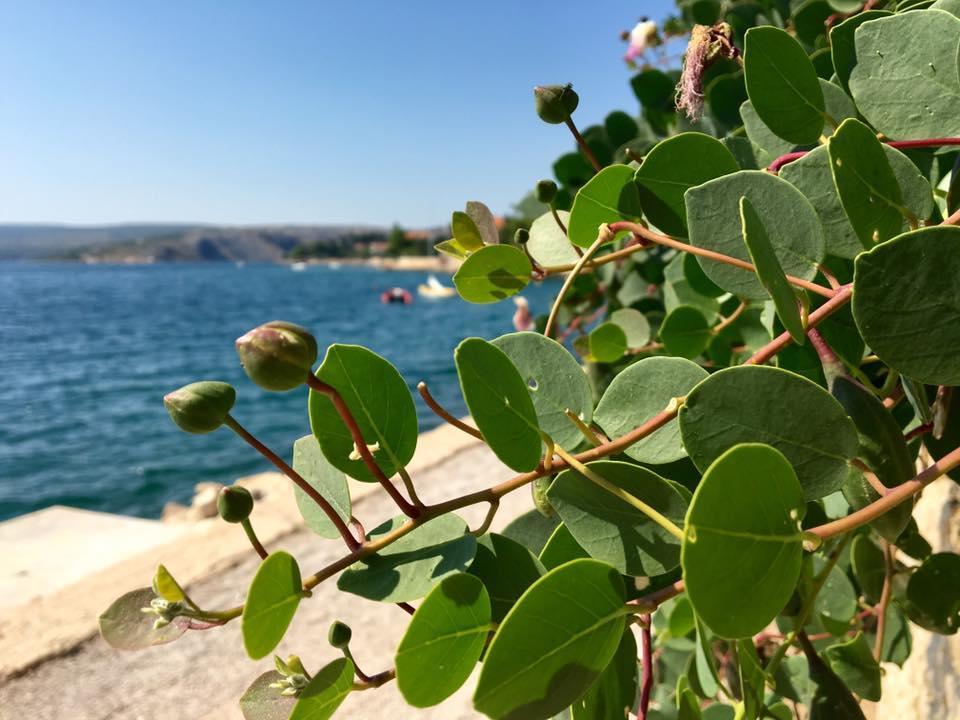 Apartman Mare Maslenica Exteriér fotografie